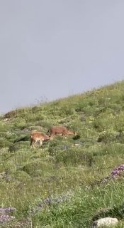 Горные козлы на склонах горы Хуступ, Гегаркуник, Севанский регион