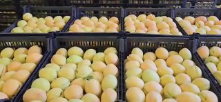 Из Армении в Польшу отправлена партия абрикосов: старт экспортного маршрута в Европу