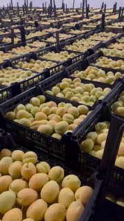Погрузка первой партии армянских абрикосов для экспорта в Польшу, Гегаркуник