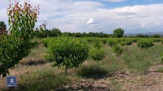 Фермеры Гегаркуника получают кредиты под 0% по госпрограмме
